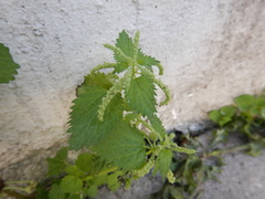 Urtica membranacea