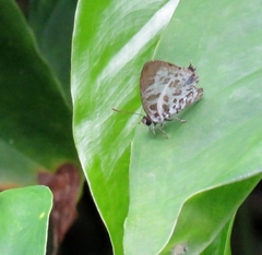 Drupadia estella