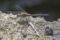 Orthetrum chrysostigma