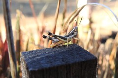 Macrotona securiformis