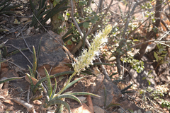 Sansevieria aethiopica