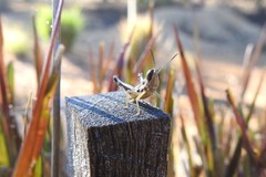 Macrotona securiformis