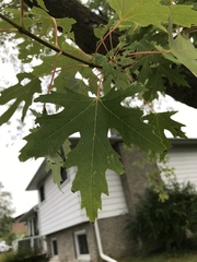 Acer saccharinum