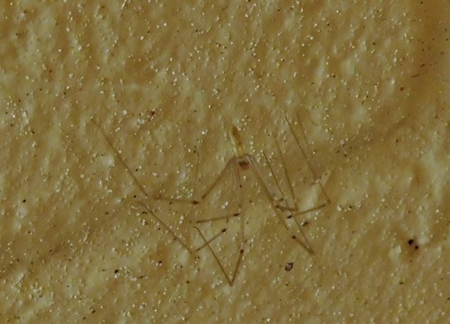 iNaturalist observation photo of Cellar Spiders