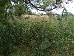 Phragmites australis