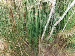 Juncus textilis