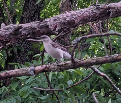 Northern Mockingbird