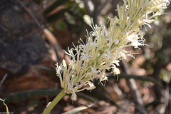 Sansevieria aethiopica