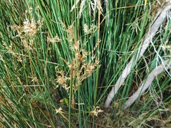 Juncus textilis