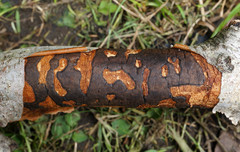 Diatrype decorticata