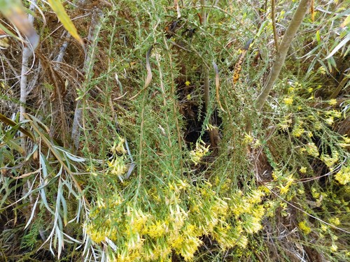 iNaturalist observation photo of goldenbushes