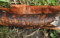 Diatrype decorticata