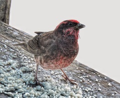 Procarduelis nipalensis