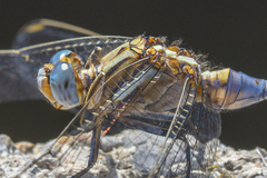 Orthetrum chrysostigma