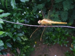 Crocothemis servilia
