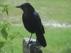 Myophonus horsfieldii