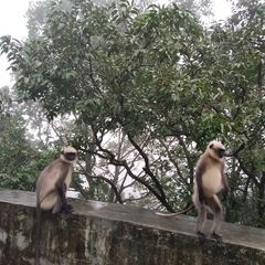 Semnopithecus hypoleucos