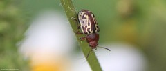 Zygogramma piceicollis
