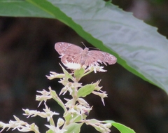 Mooreana trichoneura