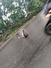 Semnopithecus hypoleucos