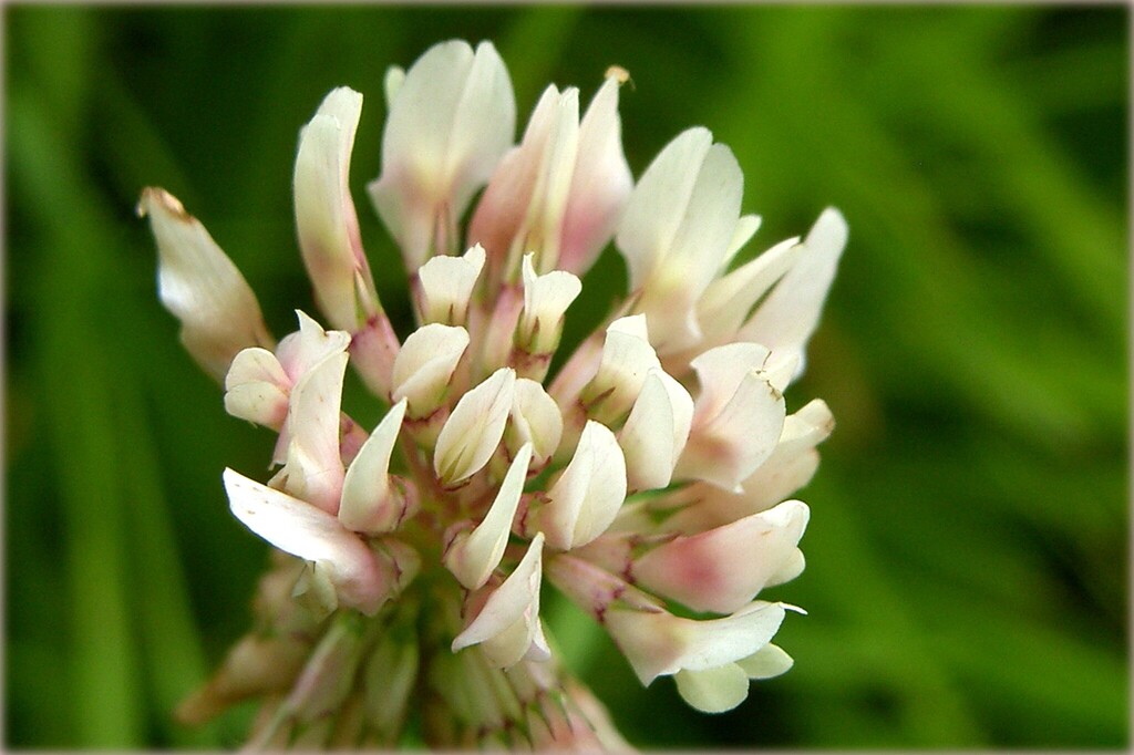Trifolium repens