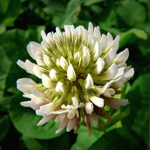 Trifolium repens