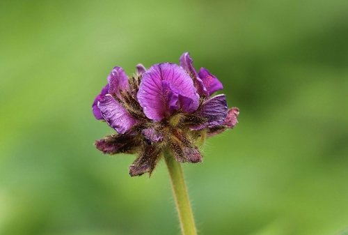 Flemingia gracilis