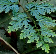 Selaginella willdenowii