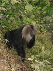 Macaca silenus