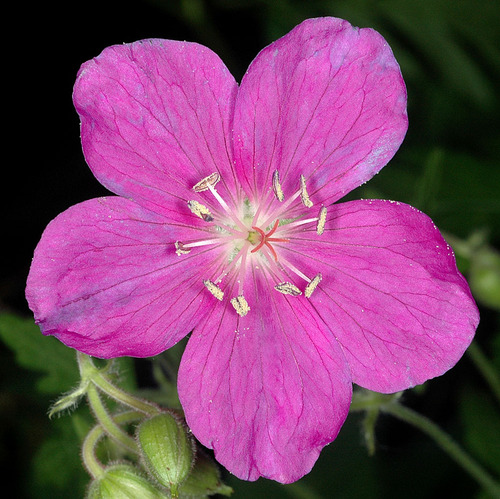 Geranium oreganum