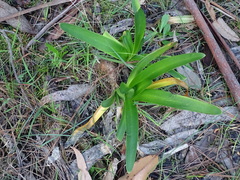Agapanthus praecox