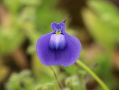 Utricularia arcuata