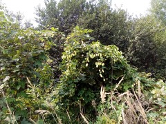 Humulus lupulus lupulus