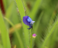 Utricularia reticulata
