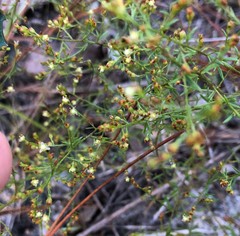 Lechea sessiliflora