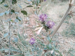 Centaurea iberica