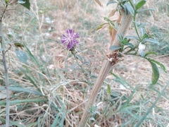 Centaurea iberica