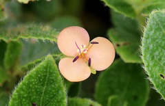 Murdannia lanuginosa