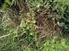 Humulus lupulus lupulus