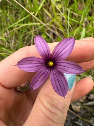 Hitchcock's Blue-eyed Grass (Sisyrinchium hitchcockii)