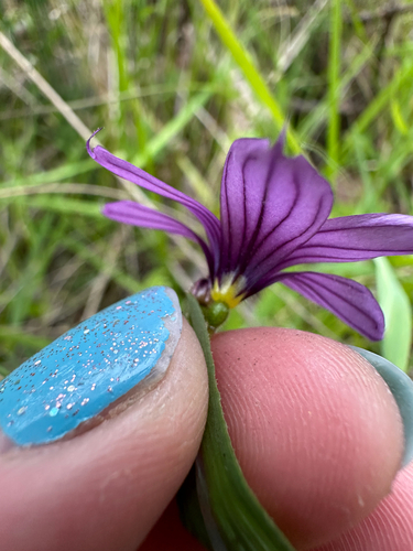 Sisyrinchium hitchcockii, photograph 2