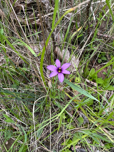 Sisyrinchium hitchcockii, photograph 3