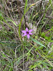 author not stated, no rights reserved Sisyrinchium hitchcockii, photograph author not stated, no rights reserved