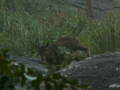 Nilgiritragus hylocrius
