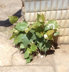 Ficus religiosa