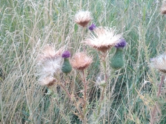 Cirsium vulgare