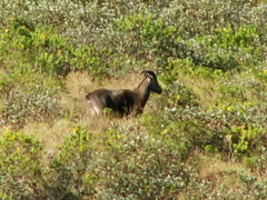 Nilgiritragus hylocrius