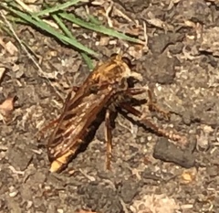 Asilus crabroniformis