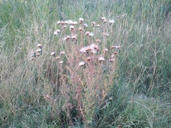 Cirsium vulgare
