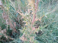 Cirsium vulgare